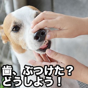 歯をぶつけた犬